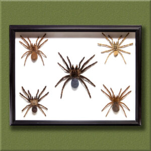 prodej pavouků