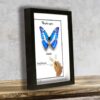 Morpho cypris preparovaný tropicky motyl v exkluzivnim ramecku