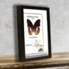 Hypolimnas pandarus Male preparovaný tropicky motyl v exkluzivnim ramecku