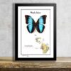 Morpho helenor