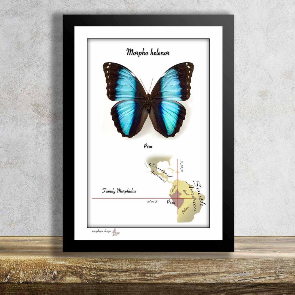 Morpho helenor v rámečku