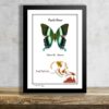 Papilio blumei preparovaný tropicky motyl v exkluzivnim ramecku