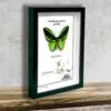 Ornithoptera priamus poseidon tropický motýl v rámečku