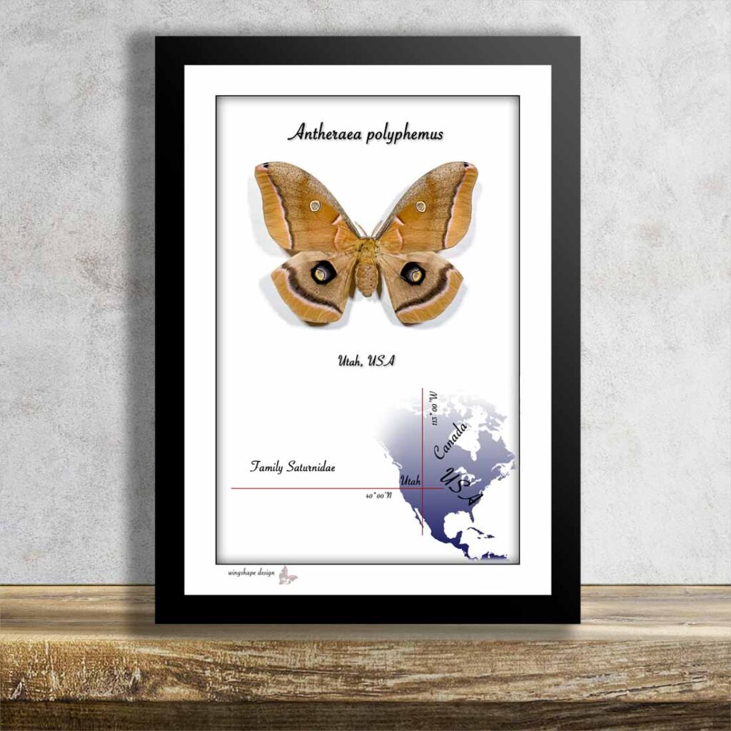 Antheraea polyphemus v rámečku