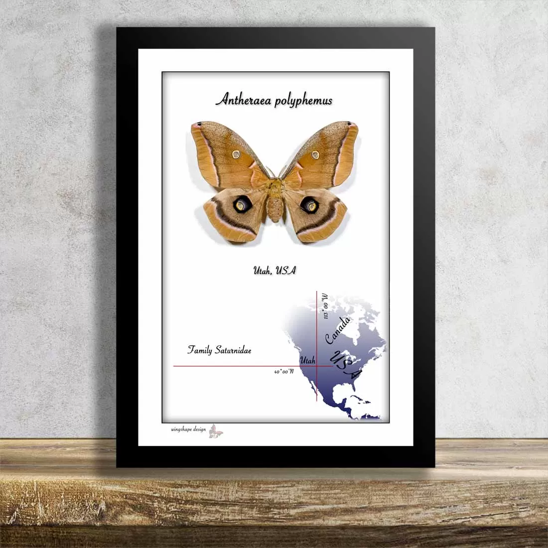 Antheraea polyphemus