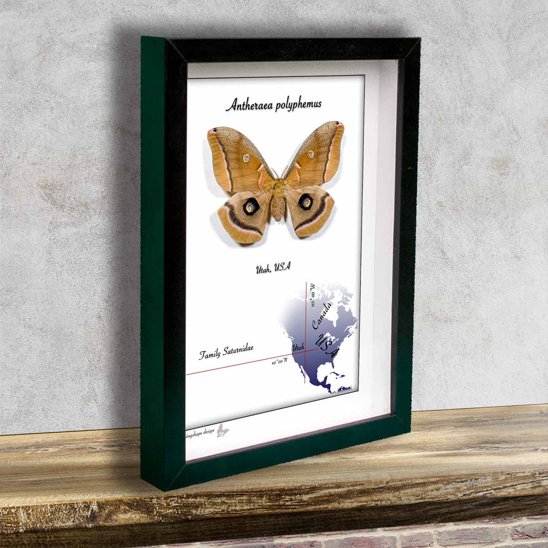 Antheraea polyphemus - Obrázek 2