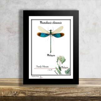 Neurobasis chinensis