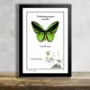Ornithoptera priamus poseidon preparovany tropicky motyl v exkluzivnim ramecku