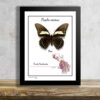 Papilio aristeus preparovaný tropicky motyl v exkluzivnim ramecku