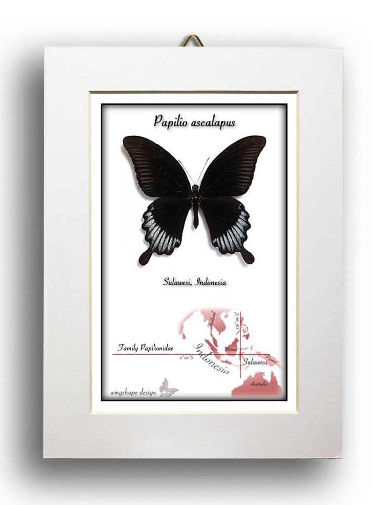 Papilio ascalapus-PASPARTA v rámečku