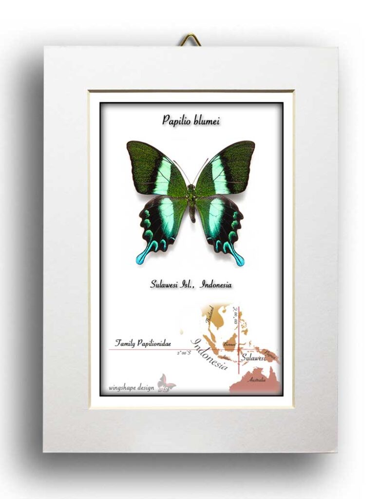 Papilio blumei-PASPARTA v rámečku