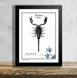 Štír nová kolekce