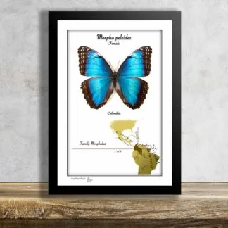 Morpho peleides-Female