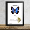 Morpho violaceus