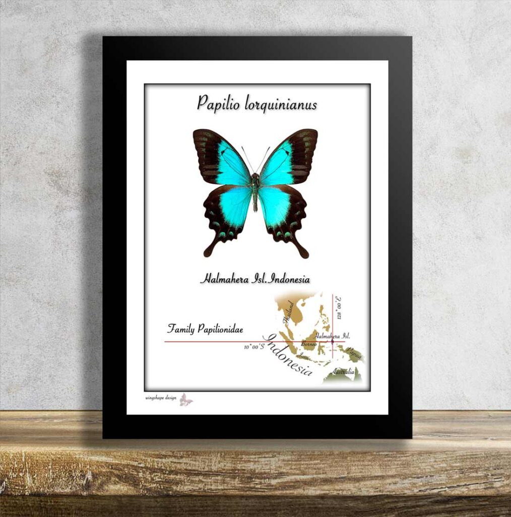 Papilio lorquinianus v rámečku