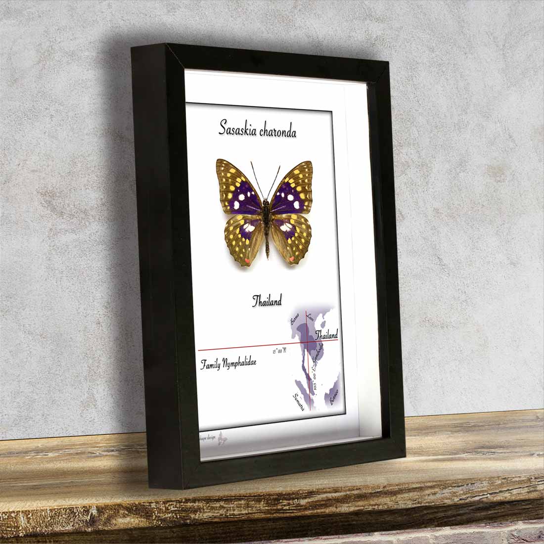 Sasaskia charonda - Obrázek 2