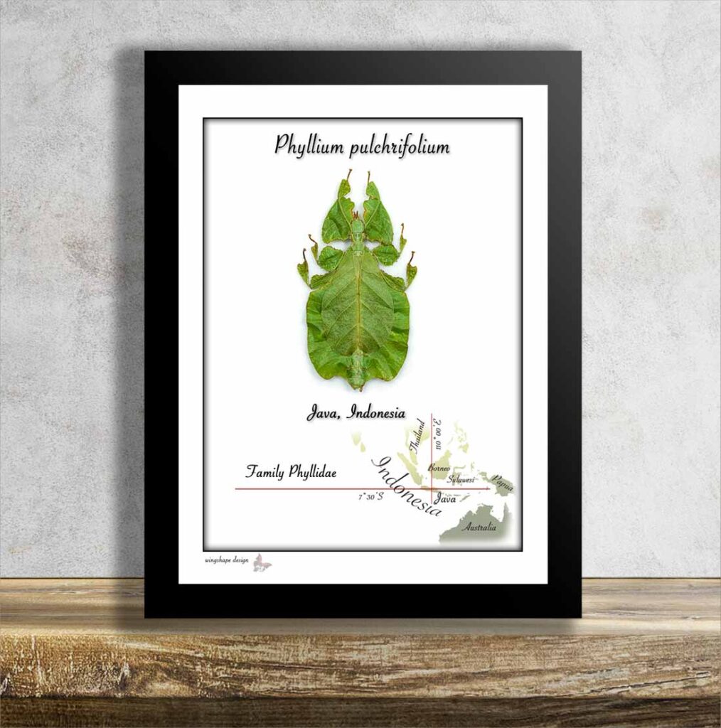 Phyllium pulchrifolium v rámečku