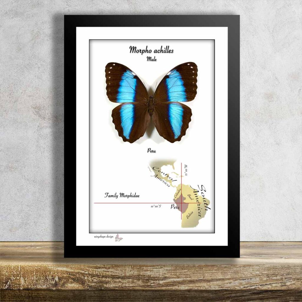 Morpho achilles-Male v rámečku