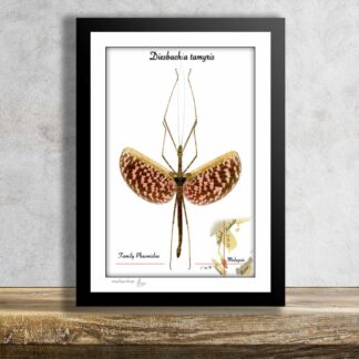 Diesbachia tamyris-tropická strašilka