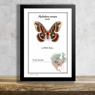 Hyalophora cecropia-Female