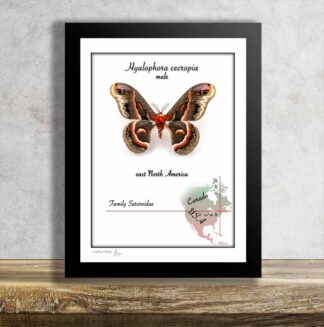 Hyalophora cecropia-Male