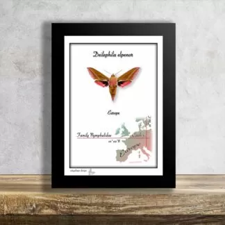 Lišaj vrbkový-Deilephila elpenor