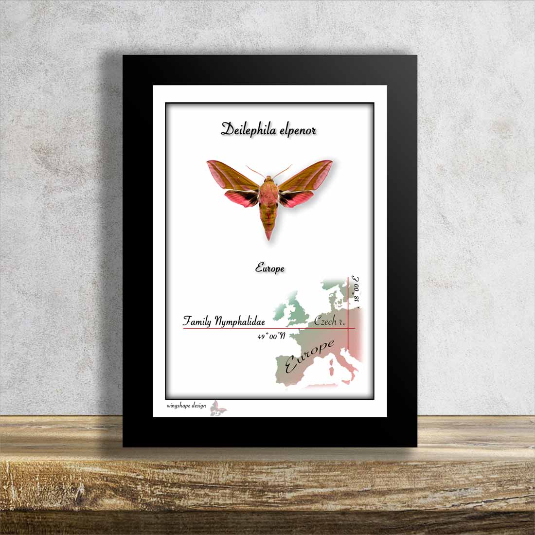 Lišaj vrbkový-Deilephila elpenor