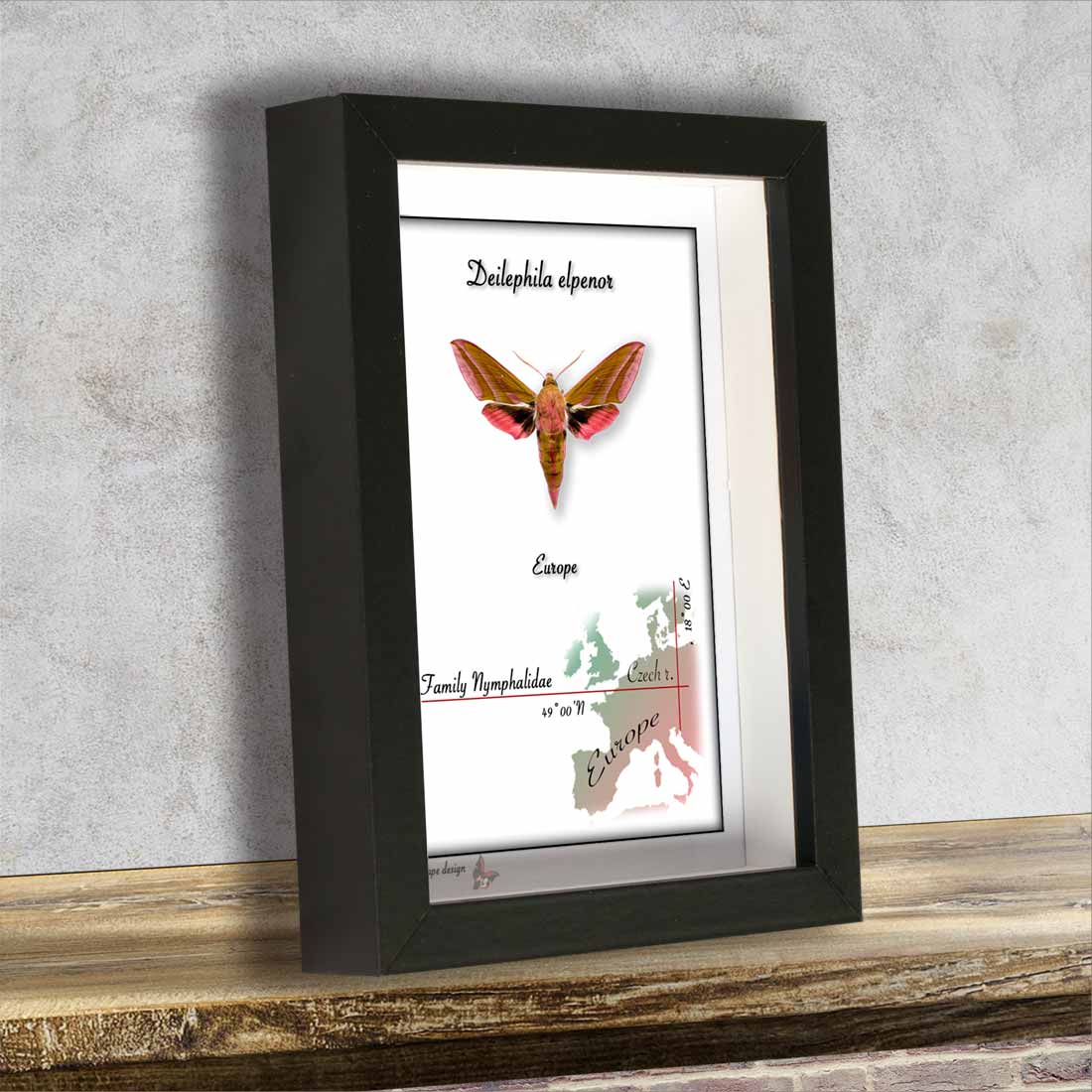 Lišaj vrbkový-Deilephila elpenor - Obrázek 2