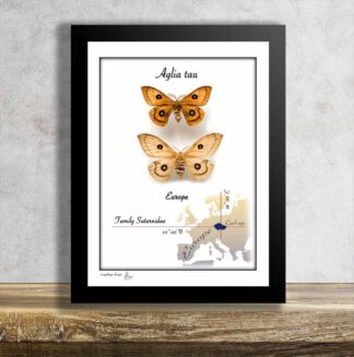 Martináč bukový-Aglia tau-Pár