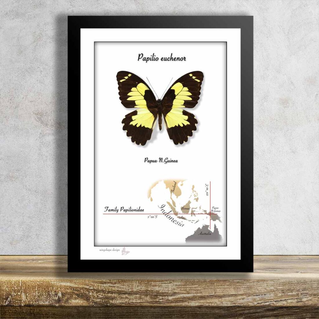 Papilio euchenor v rámečku