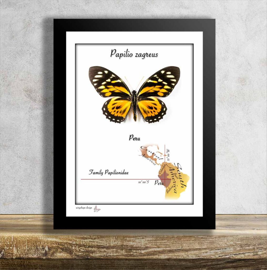 Papilio zagreus v rámečku