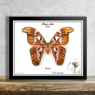 Attacus atlas-samička č.4-OBR, rozpětí 201mm