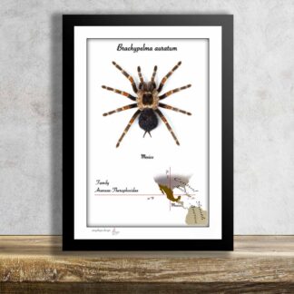 Brachypelma auratum No.1-aktuální kus