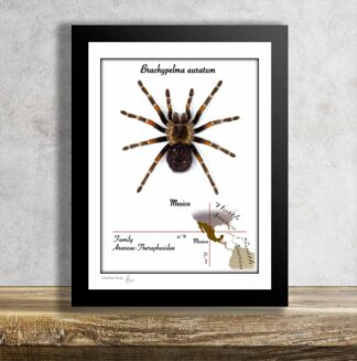 Brachypelma auratum No.2-aktuální kus