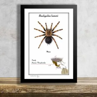 Brachypelma hamorii No.2-aktuální kus