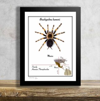 Brachypelma hamorii No.3-aktuální kus