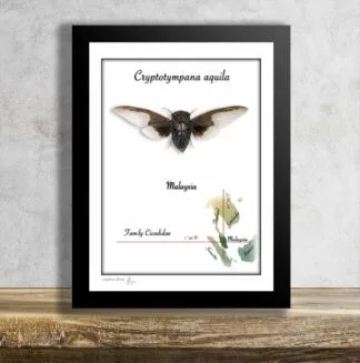 Netopýří Cikáda-Cryptotympana aquila