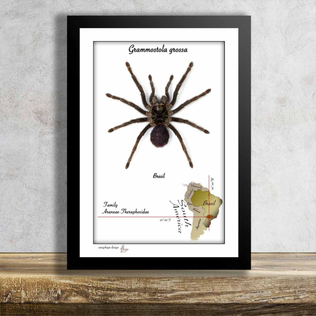 Grammostola grossa-aktuální kus v rámečku