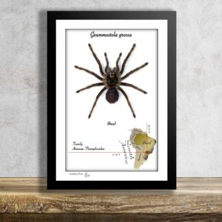 Grammostola grossa-aktuální kus