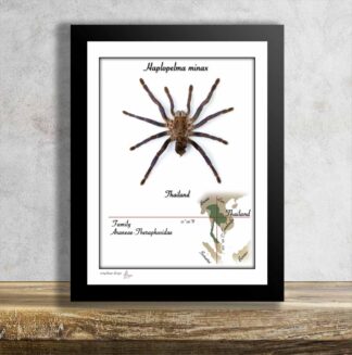 Haplopelma minax-aktuální kus