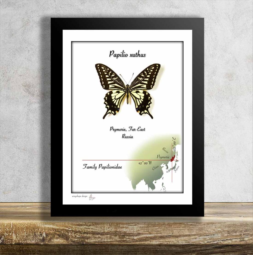 Papilio xuthus v rámečku