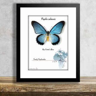 Papilio zalmoxis