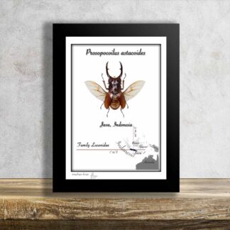 Roháč-Prosopocoilus astacoides