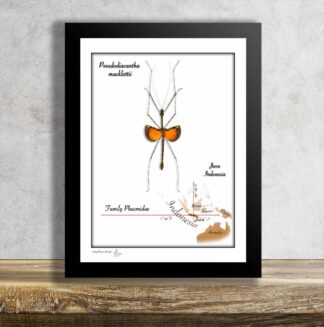 Pseudodiacantha macklottii-pakobylka