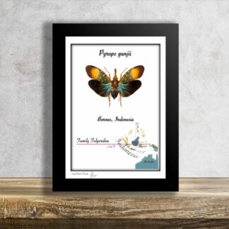 Svítilka-Pyrops gunjii