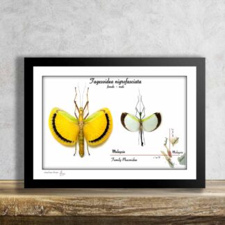 Strašilka-Tagesoidea nigrofasciata-Pár