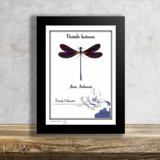 Vážka-Vestalis luctuosa