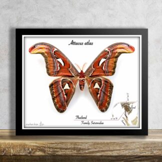 Attacus atlas-samec č.5-OBR, rozpětí 205mm