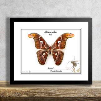 Attacus atlas-samec č.6-OBR, rozpětí 180mm