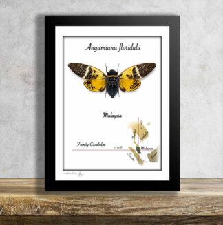 Angamiana floridula-tropická cikáda